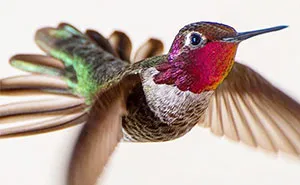 This Instagrammer Captures The Tiny Beauty Of Hummingbirds In Her Backyard