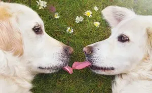 I Photograph My Dogs Enjoying Spring Time