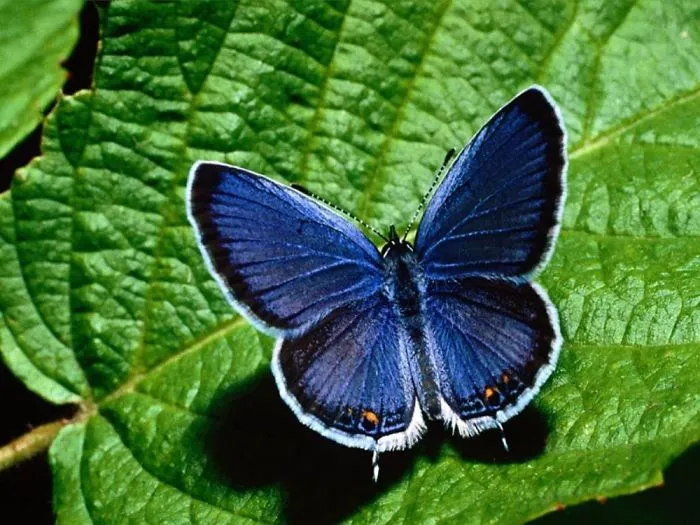 Blue Butterflies Are Awesome