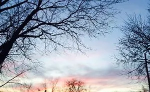 Pictures With Trees