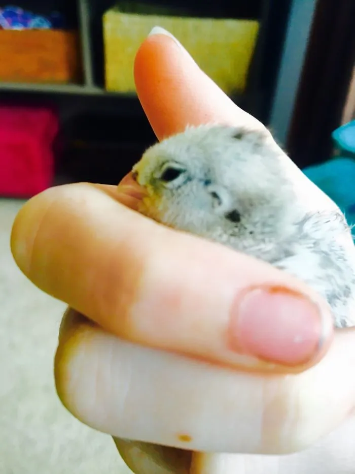 We Photographed Our Snowflake Quail Chicks And Immediately Regretted It!