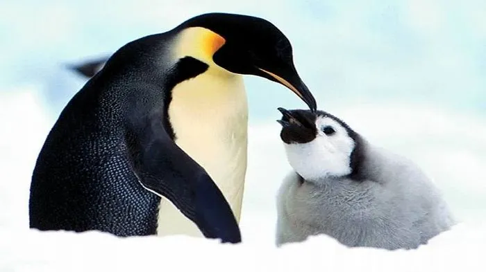 Penguin Love