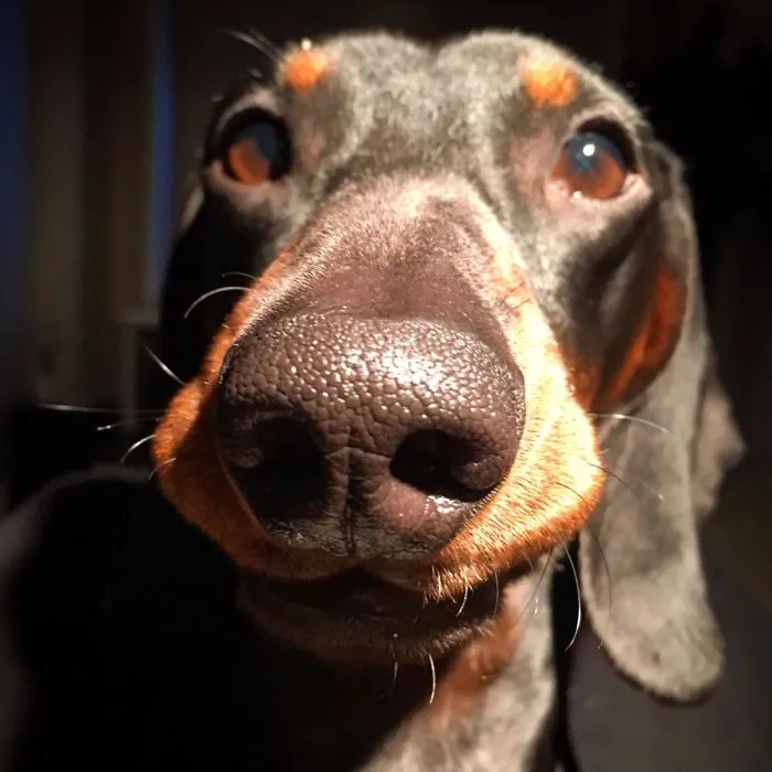 201 Smiling Animals That Will Instantly Make You Smile
