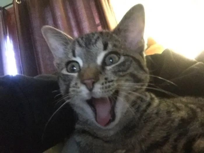 201 Smiling Animals That Will Instantly Make You Smile