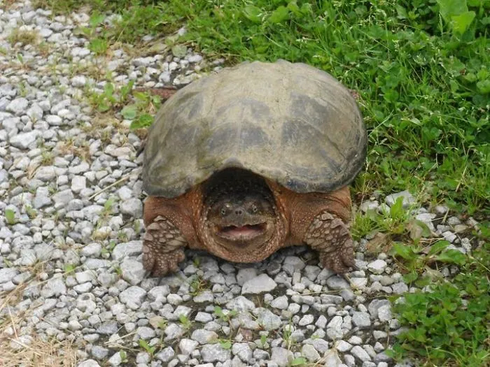 201 Smiling Animals That Will Instantly Make You Smile