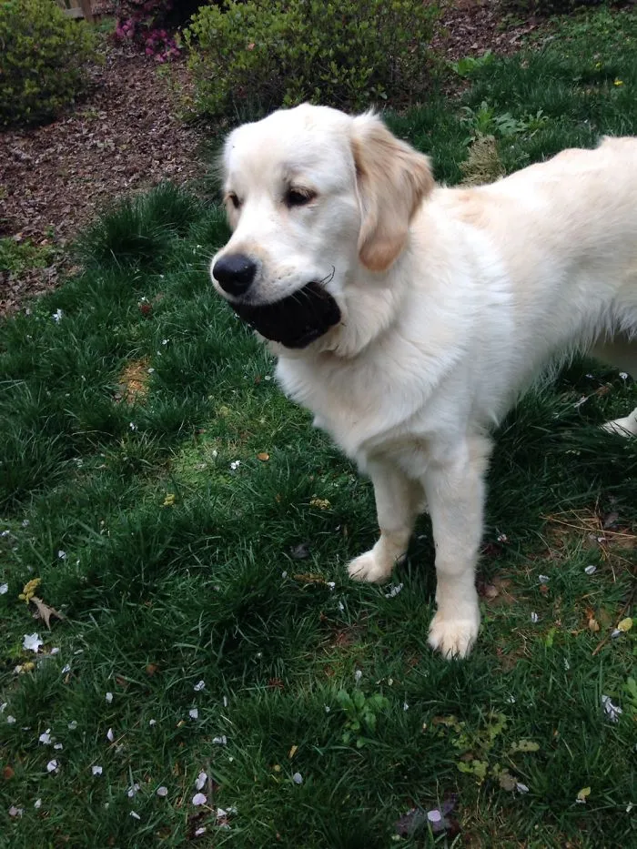 My Dog Saved My Life