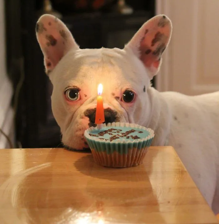 Alfie's 4th Birthday
