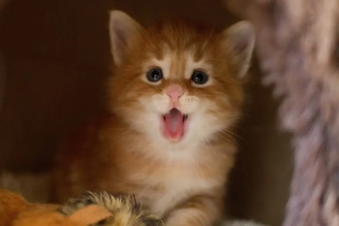 201 Smiling Animals That Will Instantly Make You Smile