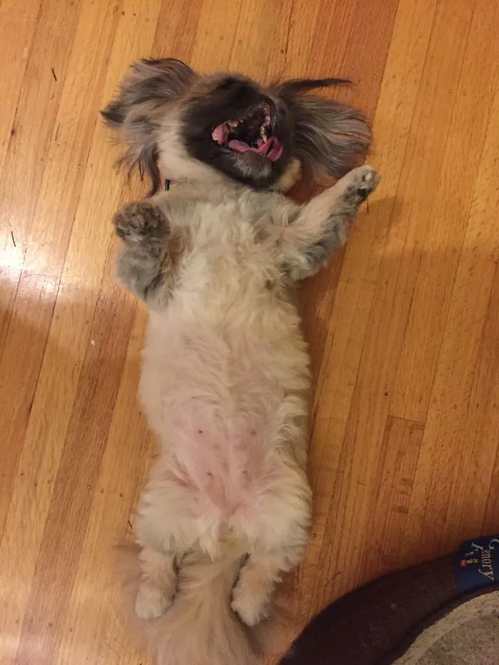 201 Smiling Animals That Will Instantly Make You Smile