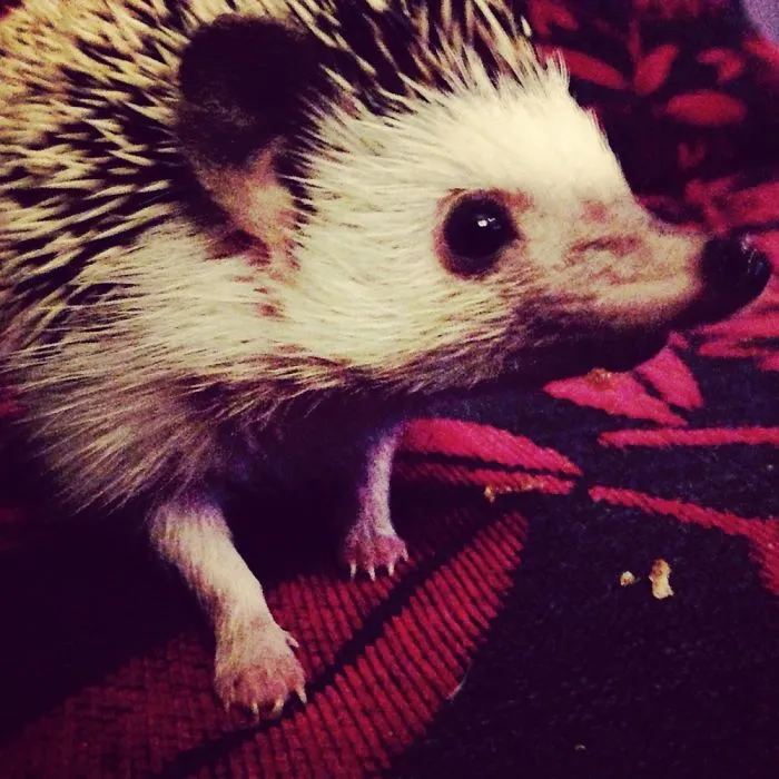 201 Smiling Animals That Will Instantly Make You Smile