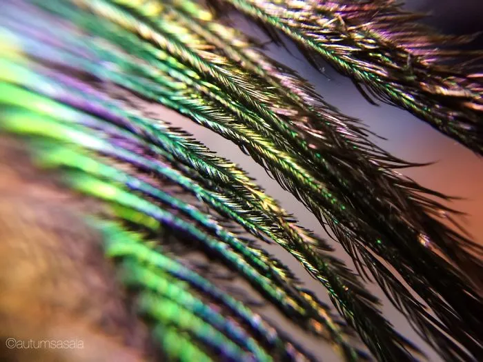 Peacock Feathers
