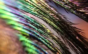 Peacock Feathers
