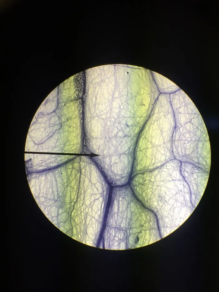 Cells Up Close 2