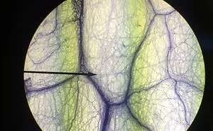 Cells Up Close 2