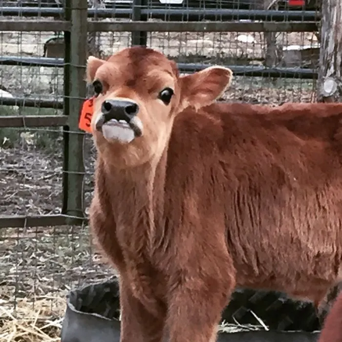 201 Smiling Animals That Will Instantly Make You Smile