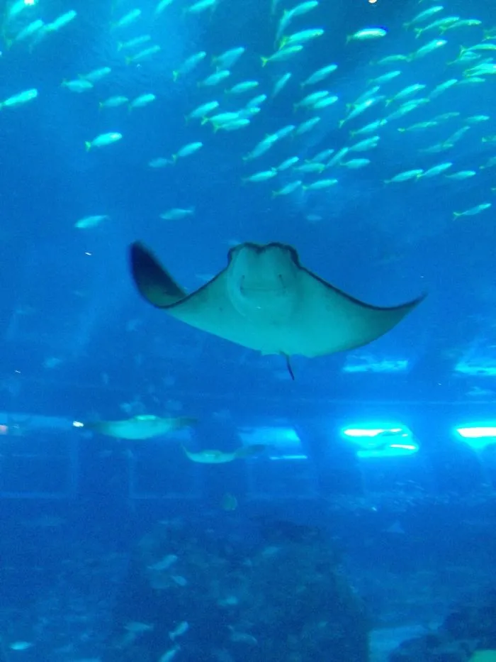 201 Smiling Animals That Will Instantly Make You Smile