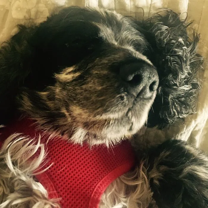 201 Smiling Animals That Will Instantly Make You Smile