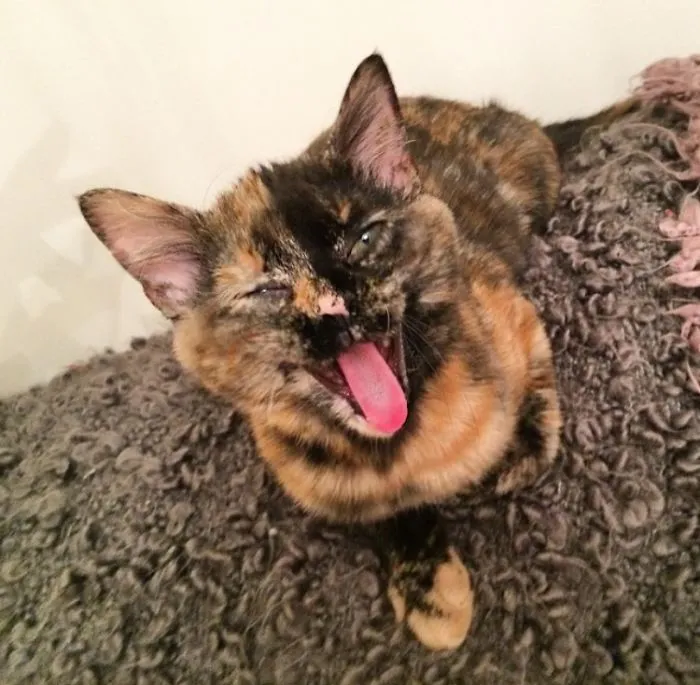 201 Smiling Animals That Will Instantly Make You Smile