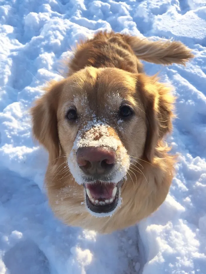 201 Smiling Animals That Will Instantly Make You Smile