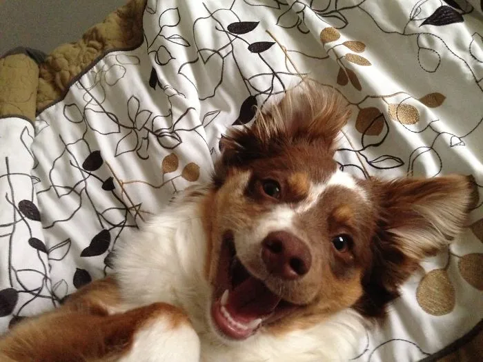 201 Smiling Animals That Will Instantly Make You Smile