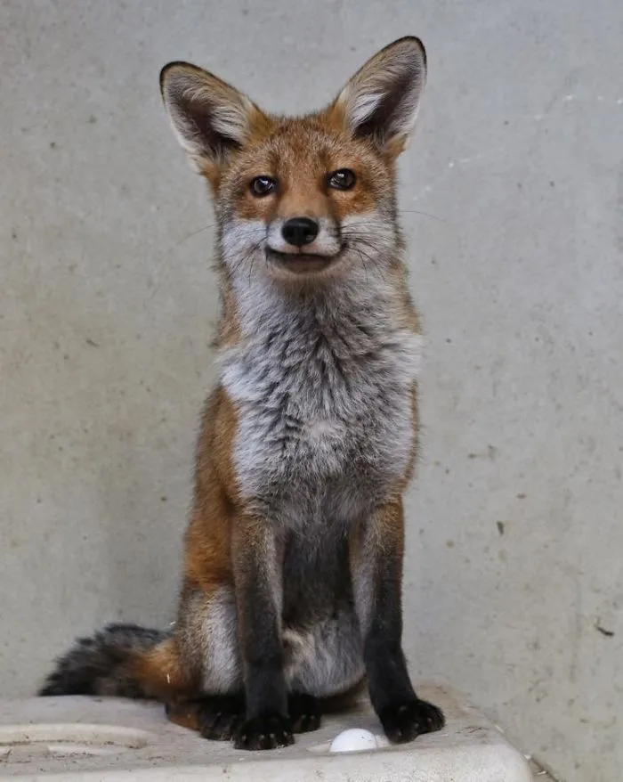 201 Smiling Animals That Will Instantly Make You Smile