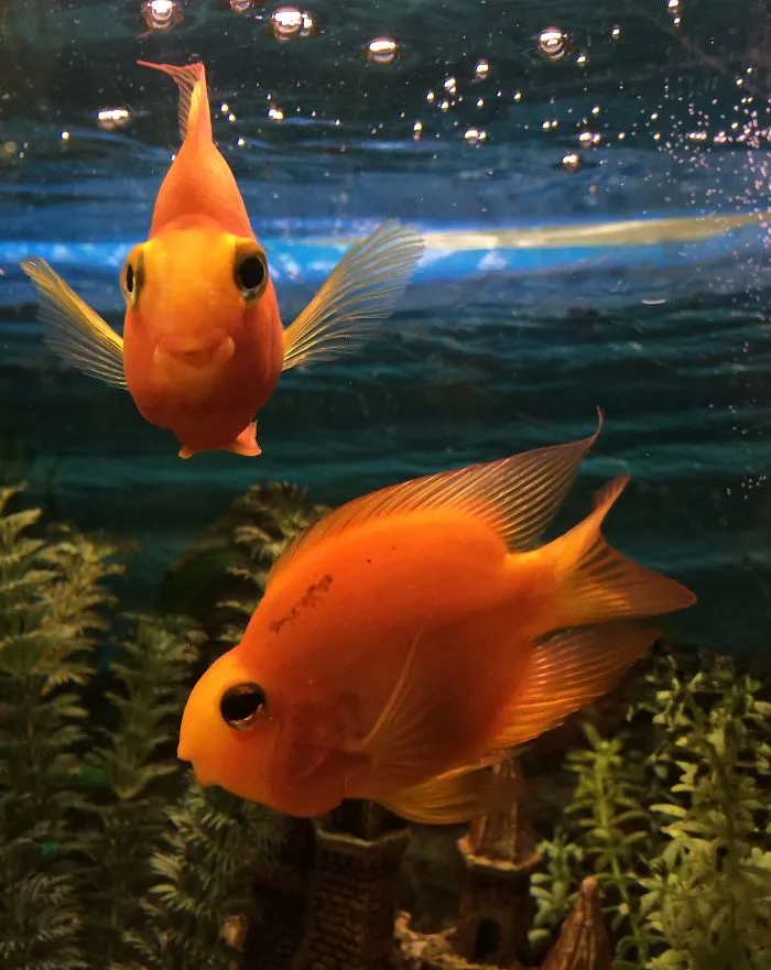 201 Smiling Animals That Will Instantly Make You Smile
