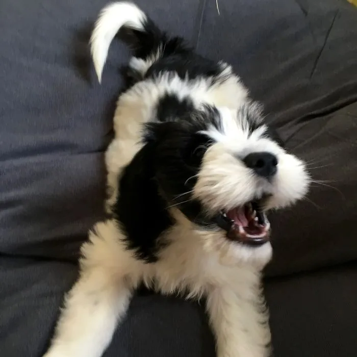 201 Smiling Animals That Will Instantly Make You Smile