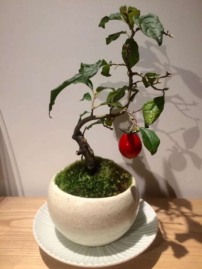 Persimmon Bonsai, Purchased In Higashichaya Geisha District, Kanazawa