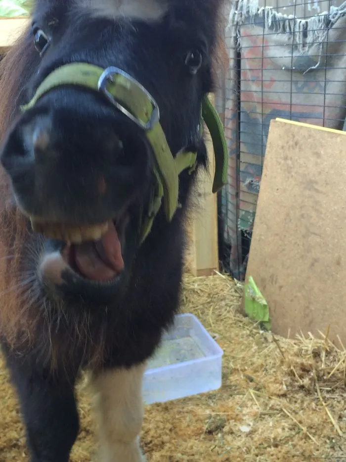 201 Smiling Animals That Will Instantly Make You Smile