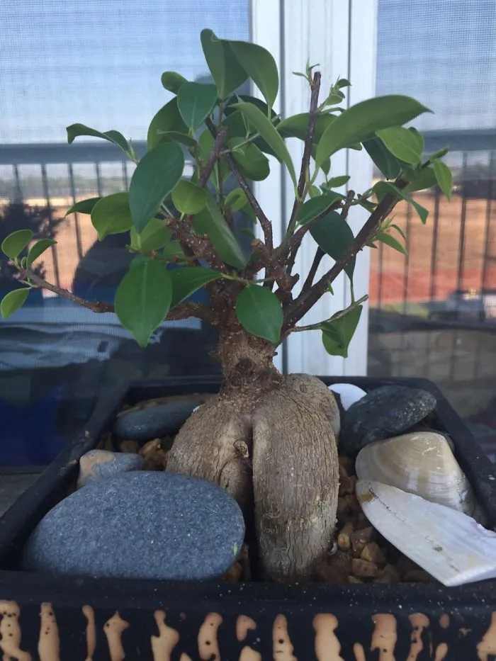 My Ginger Root !