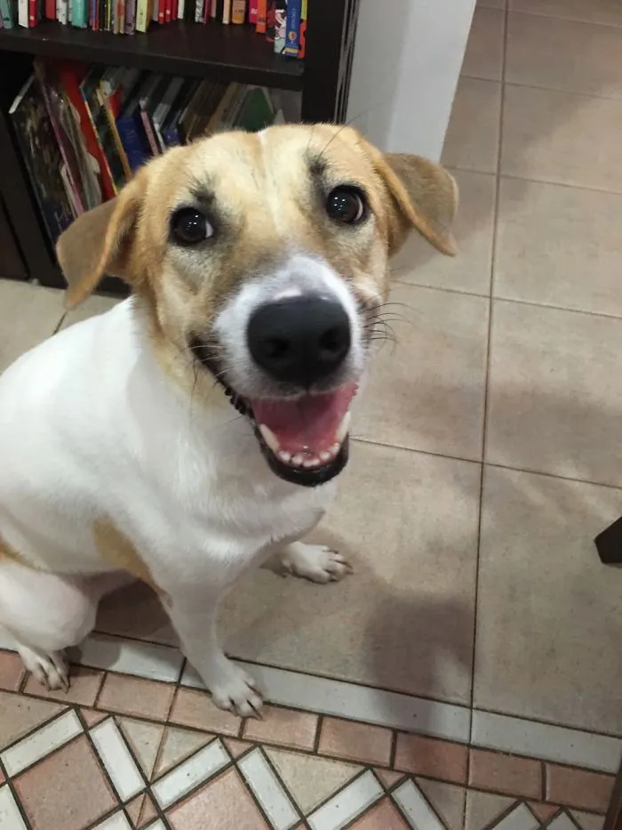 201 Smiling Animals That Will Instantly Make You Smile