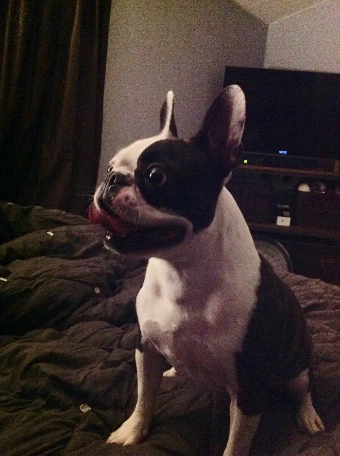 201 Smiling Animals That Will Instantly Make You Smile