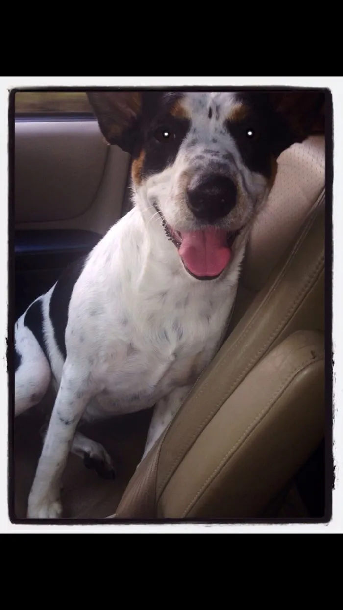 201 Smiling Animals That Will Instantly Make You Smile