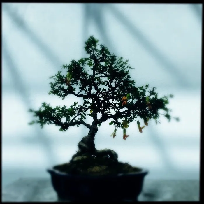 I Forgot The Check The Name Of The Tree, It's At The Montreal Botanical Garden.
