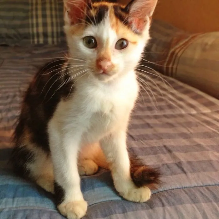 Cantik, My Mom's Cat