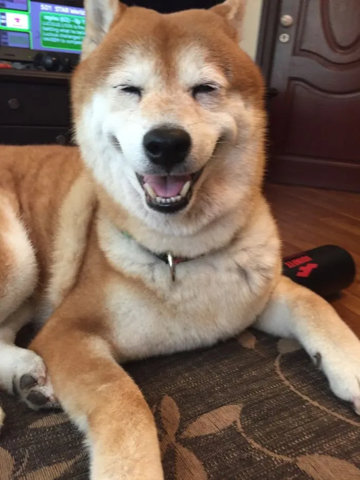 201 Smiling Animals That Will Instantly Make You Smile