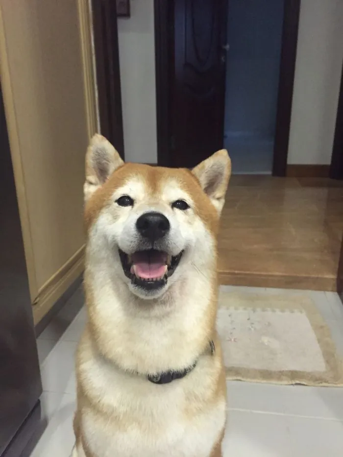 201 Smiling Animals That Will Instantly Make You Smile