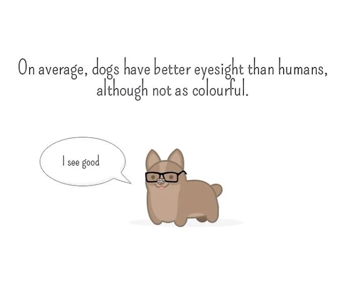 I Created Illustrations About Silly Animal Facts
