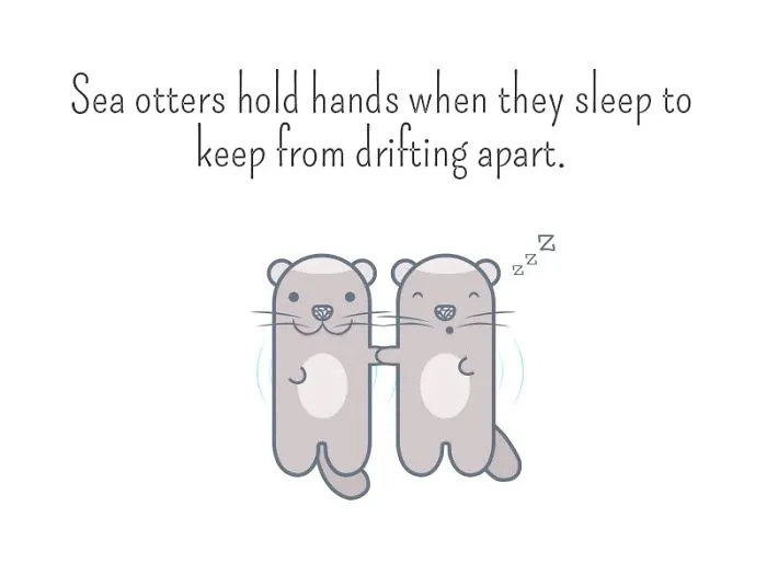 I Created Illustrations About Silly Animal Facts
