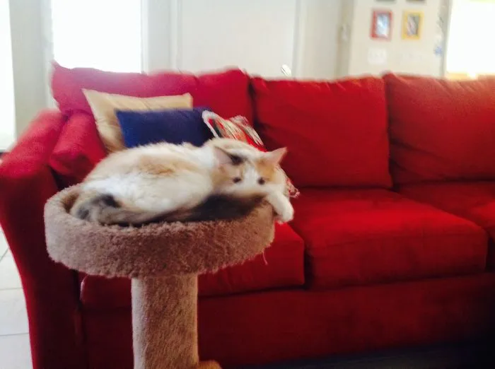 This Is My Cat Skye