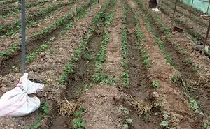 Growing Up My Beans