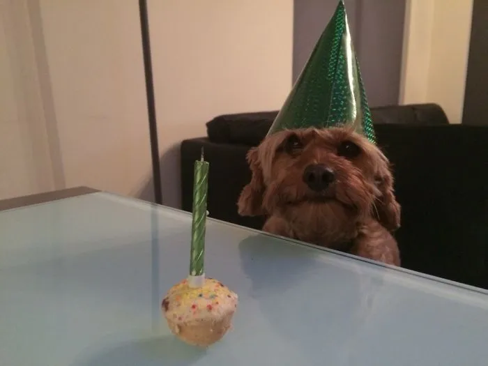 Can I Eat It Yet?