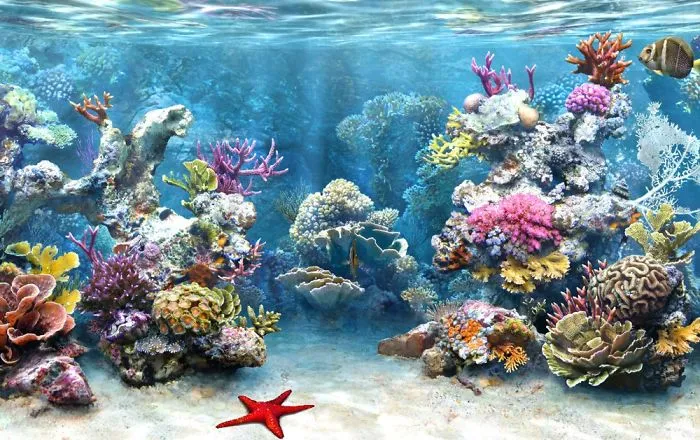 Amazing Photos Of Beautiful Coral Reefs (20+ Pics)
