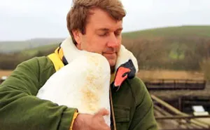 Swan Hugs The Man Who Rescued It By Wrapping Her Neck Around Him