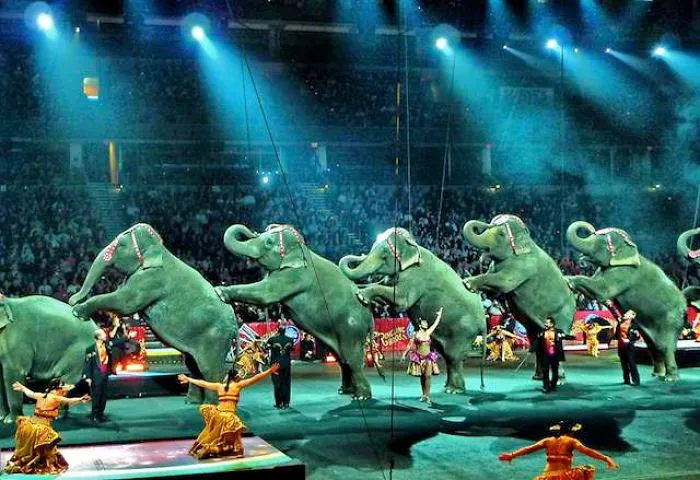 Circus