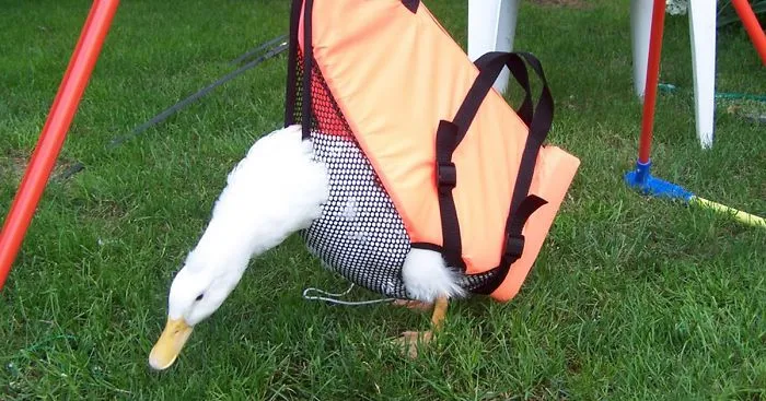 Duck Born Unable To Walk Is Saved By Loving Humans