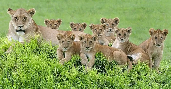 Lioness And 8 Cubs Pose For The Most Adorable Family Portrait