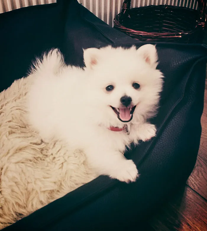 201 Smiling Animals That Will Instantly Make You Smile