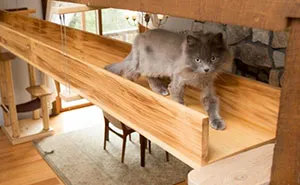 I 'Catified' My Friends' House For Their 7 Cats