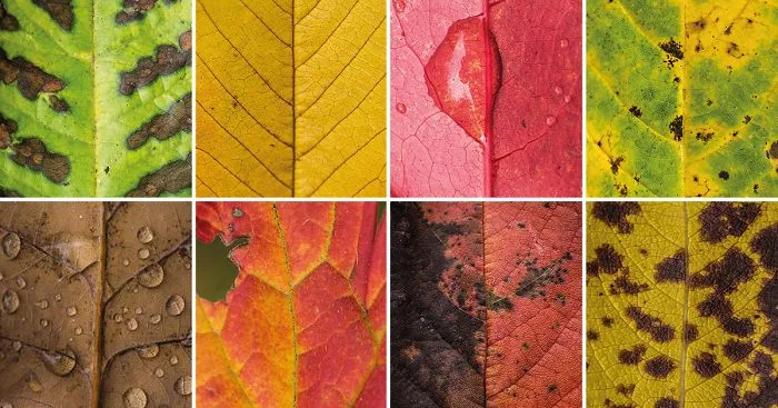 I Photographed Hundreds Of Leaves To Show The Beauty Of Diversity And Imperfection